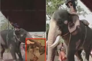 Elephant attack during wedding photoshoot