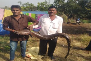 Rare Fish Found In Kalaburagi