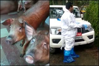 swine fever idukki updation  swine fever  kerala latest news  malayalam news  idukki news  The pigs were killed  Swine fever in Idukki district  Department of Animal Welfare  മൃഗസംരക്ഷണ വകുപ്പ്  കേരള വാർത്തകൾ  മലയാളം വാർത്തകൾ  ഇടുക്കി ജില്ല  പന്നിപനി വ്യാപിക്കുന്നു  ഇടുക്കി പന്നിപനി  ആഫ്രിക്കൻ പന്നിപ്പനി  പന്നികളെ കൊന്നൊടുക്കി