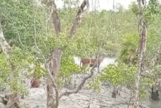 Sundarbans Tourist Industry