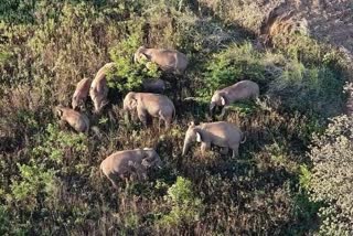 elephants reached Baikunthpur forest circle