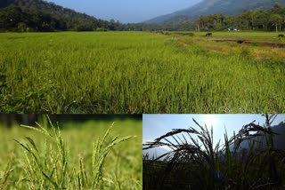 Basumati rice cultivation in Idukki  Basumati rice cultivation  Basumati rice cultivation in Kerala  Basumati rice farming  Kerala agriculture paddy field  ബസുമതി കൃഷി  ബസുമതി കൃഷി ഇടുക്കി  ബസുമതി അരി  ഉമ  ഉമ നെല്‍ വിത്ത്  ജ്യോതി  ജ്യോതി നെല്‍ വിത്ത്  മുട്ടുകാട് പാടശേഖരം  ഇടുക്കി മുട്ടുകാട് പാടശേഖരം