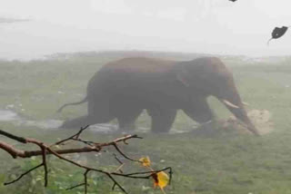 Elephant Created Terror on Highway