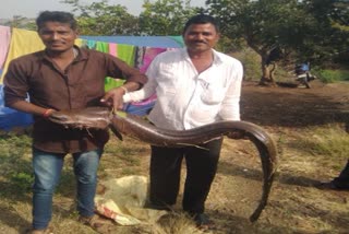 Kalaburagi Karnataka Nagara Reservoir Eel Fish Bay of Bengal Rare Fish