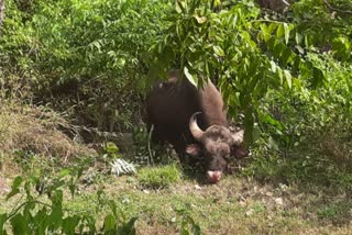 Lumpy Skin Disease To Gaur In Aajara