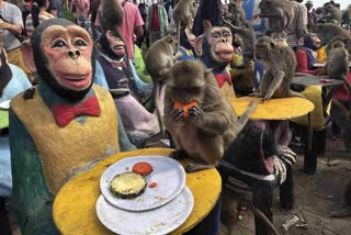 monkeys-in-central-thailand-city-mark-their-day-with-feast
