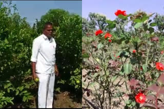 Driver-turned farmer from Karnataka earns lakhs with rose cultivation