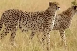 2 male leopards left in big enclosure
