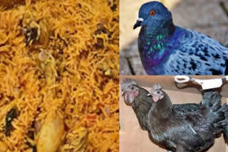 Maha: Rtd Captain cracks mystery behind pigeons in chicken biryani, case booked