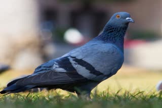 Retired Army officers Police complaint on Pigeon Biryani instead chicken Biryani in Mumbai hotels