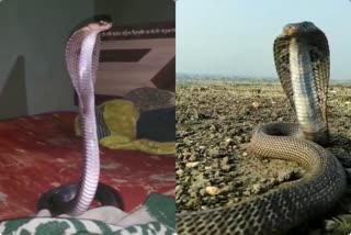 Cobra came out from house in Pakur Maheshpur block