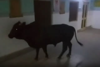 Bull wandering in hospital's emergency ward, a normal affair in Bahraich