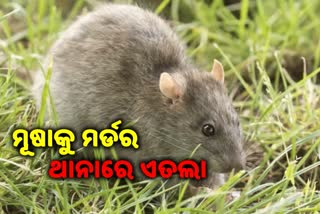 ମୂଷାକୁ ଡ୍ରେନରେ ବୁଡାଇ ମାରିଦେଲା ଯୁବକ