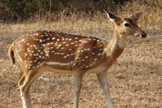 jabalpur deer dead body found on national highway