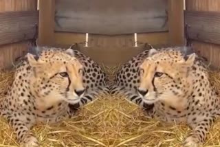 kuno national park 8 african cheetahs release