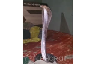 Watch massive cobra takes over bed in Jharkhand house