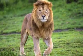 Lioness Sundari gave birth to 3 cubs
