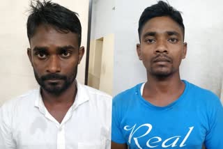 police arrested mafiya leaders  use tribal peoples for ganja farming  ganja farming  samsun gadha  ismail gadha  sree palli tribal area  aluva police  latest news in ernakulam  latest news today  വനത്തിനുള്ളിൽ കഞ്ചാവ് കൃഷി  മാഫിയ തലവന്‍മാരെ സാഹസികമായി പിടികൂടി  സാംസൺ ഗന്ധ  ഇസ്‌മയിൽ ഗന്ധ  ശ്രീ പള്ളി ആദിവാസി കുടി  ആലുവ തടിയിട്ട പറമ്പ് പൊലീസ്  എറണാകുളം ഏറ്റവും പുതിയ വാര്‍ത്ത  ഇന്നത്തെ പ്രധാന വാര്‍ത്ത