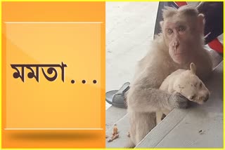 Monkey adopts puppy in Tamil Nadu