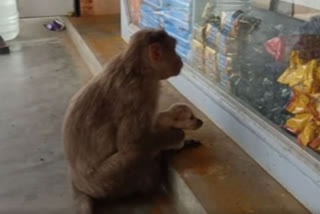 Monkey adopts puppy in Vellore and feeds milk to it