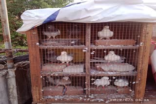 મુંબઈની કેટલીક હોટલોમાં ચિકન બિરયાનીને બદલે વેચાઇ રહી છે કબૂતરની બિરયાની