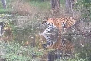 Tourists joy seeing tigress Raw