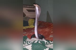 cobra spotted on bed in a house in pakur maheshpur