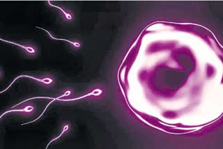 How to increase sperm count in men?