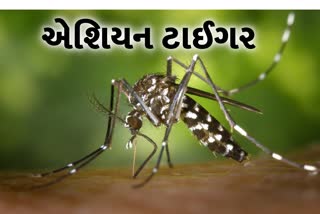 આ કોઈ સામાન્ય મચ્છર નથી, જો તે કરડે તો તમારે 30 સર્જરી કરવી પડશે