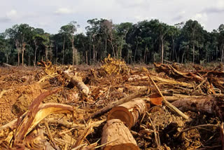 New analysis finds pandemic didn't dampen deforestation