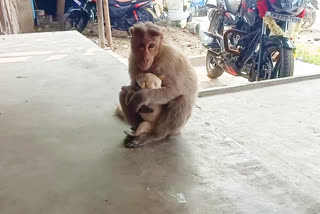 Monkey adopts puppy  Monkey adopts puppy in tamilnadu  tamilandu monkey and puppy  dog with monkey in tamilnadu  നായ്‌ക്കുട്ടിക്ക് കൂട്ടായി ഒരു കുരങ്ങന്‍  തമിഴ്നാട് നായ്‌ക്കുട്ടിയും കുരങ്ങനും  കുരങ്ങൻ  നായ്‌ക്കുട്ടി  പൊന്നൈ ടൗണ്‍  വെല്ലൂര്‍