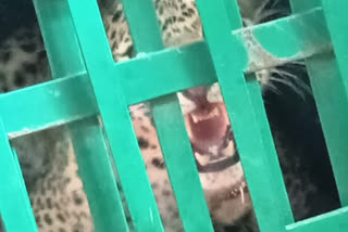 aadamkhor leopard in Podi