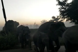 wild elephant terror at sonari