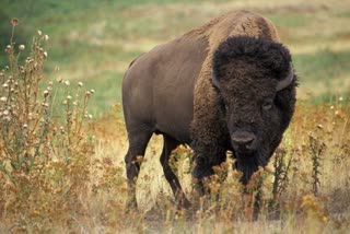 Bison Attack in Jalpaiguri