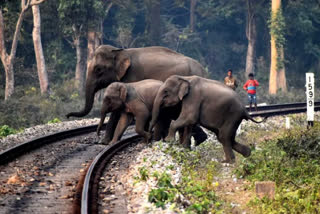 ids-system-installed-to-lower-elephant-deaths-on-railway-lines-in-north-bengal