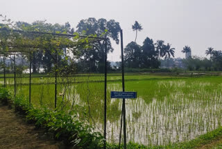 Kerala State Seed Farm becomes Indias first carbon neutral farm