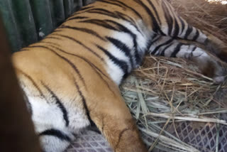 लखीमपुर में पकड़ा गया बाघ.