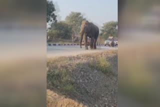 தேசிய நெடுஞ்சாலையில் காட்டு யானையால் போக்குவரத்து பாதிப்பு