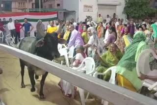 Bull entered Congress rally in Mehsana