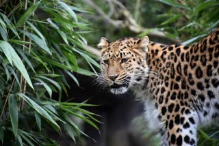 Leopard dead body found in field