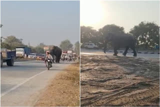 Wild elephant spotted on National Highway in Haridwar
