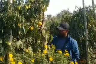 Sarguja vegetable grower Pratik Banik at his farmland