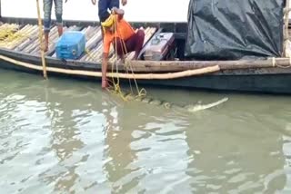Gharial Recover