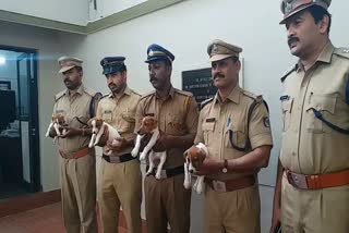 Jack Russell terrier is now in K9 squad  Jack Russell terrier  Kerala police  ഞങ്ങളെ പൊലീസിലെടുത്തു  പൊലീസിന് കരുത്തായി ഇനി ജാക്ക് റസ്സല്‍ ടെറിയര്‍  ഞങ്ങളെ പൊലീസിലെടുത്തു  നായ്‌ക്കളിലെ ഇത്തിരികുഞ്ഞന്മാര്‍  പാട്രണ്‍  റഷ്യ  യുക്രൈന്‍ സേന  തിരുവനന്തപുരം വാര്‍ത്തകള്‍  തിരുവനന്തപുരം ജില്ല വാര്‍ത്തകള്‍  തിരുവനന്തപുരം പുതിയ വാര്‍ത്തകള്‍