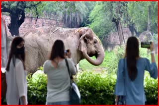 Animal lovers watch out these things when you visit museum