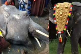 Elephant died suddenly while walking! people in grief