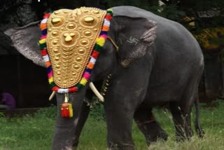 നടക്കുന്നതിനിടെ കുഴഞ്ഞ് വീണു  ഭക്തരെ വരവേല്‍ക്കാന്‍ ലക്ഷ്‌മി ഇനിയില്ല  പുതുച്ചേരി  Elephant died suddenly while walking  Elephant died  കുഴഞ്ഞ് വീണ ആന ചരിഞ്ഞു  Tamilnadu news updates  latest news updates in kerala