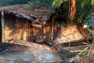 Wild elephants destroyed houses of four families in Sonari