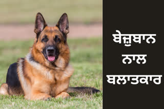 A German female dog was raped by a person in Ludhiana