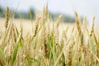 Two high-yielding varieties of wheat introduced in Himachal